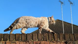 Cat walking along a wall