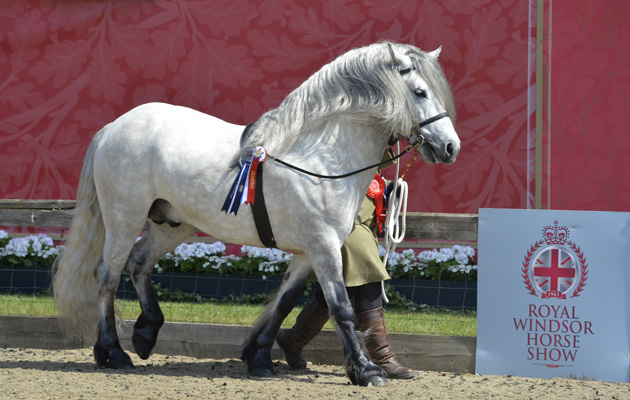 record number of showing entries at this year&rsquo;s Royal Windsor Horse Show