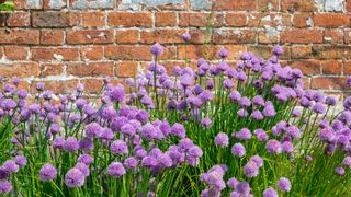 Chives