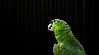 Green bird on a black background