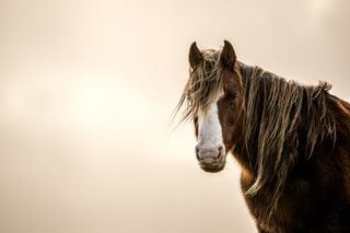 Jamie Smart / RSPCA Young Photographer Awards