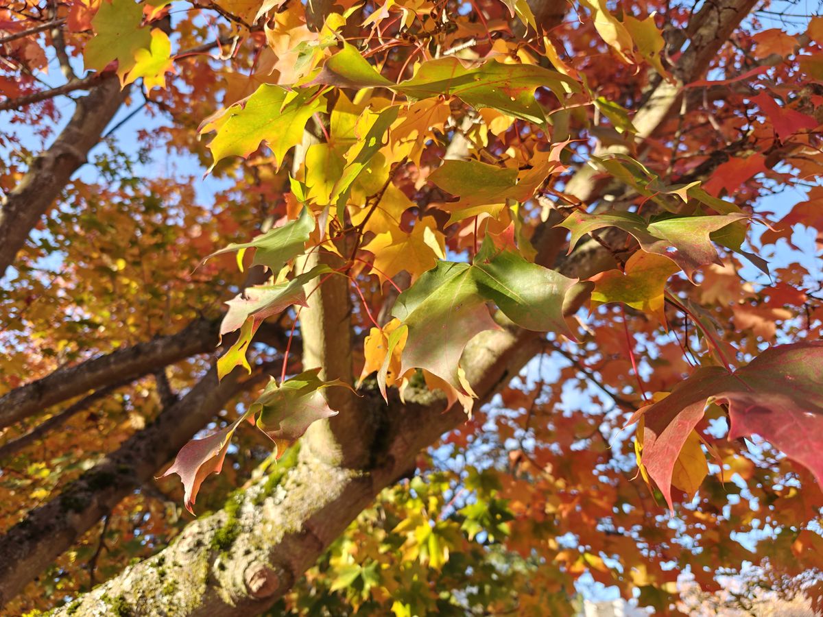 Autumn leaves
