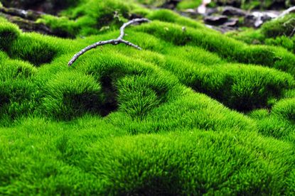 Green Moss Slurry