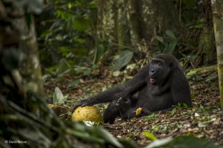 Wildlife Photographer of the Year 2017