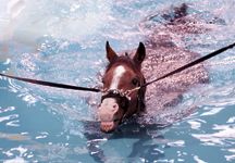 swim-horse-tm-hr.jpg