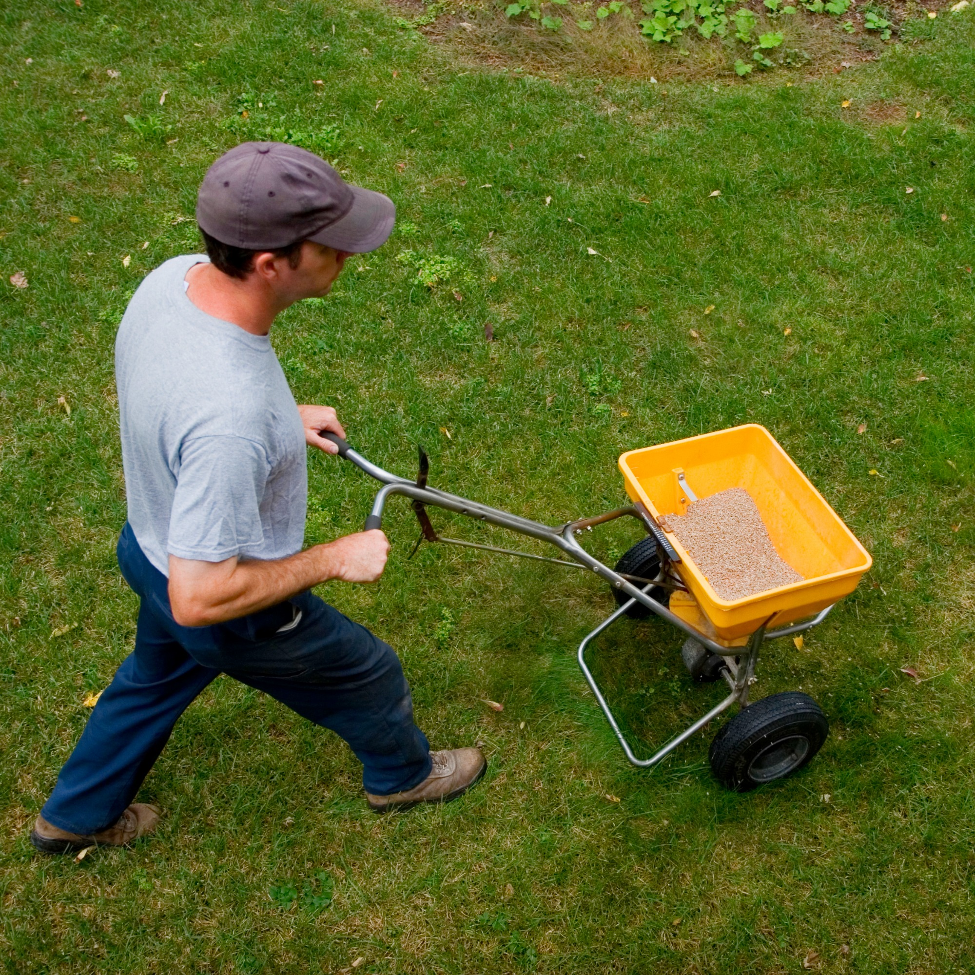 Man using broadcast spreader to apply fall lawn fertilizer