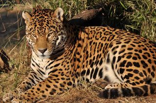 A jaguar cat