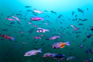 Scuba diving at Anse Chastenet