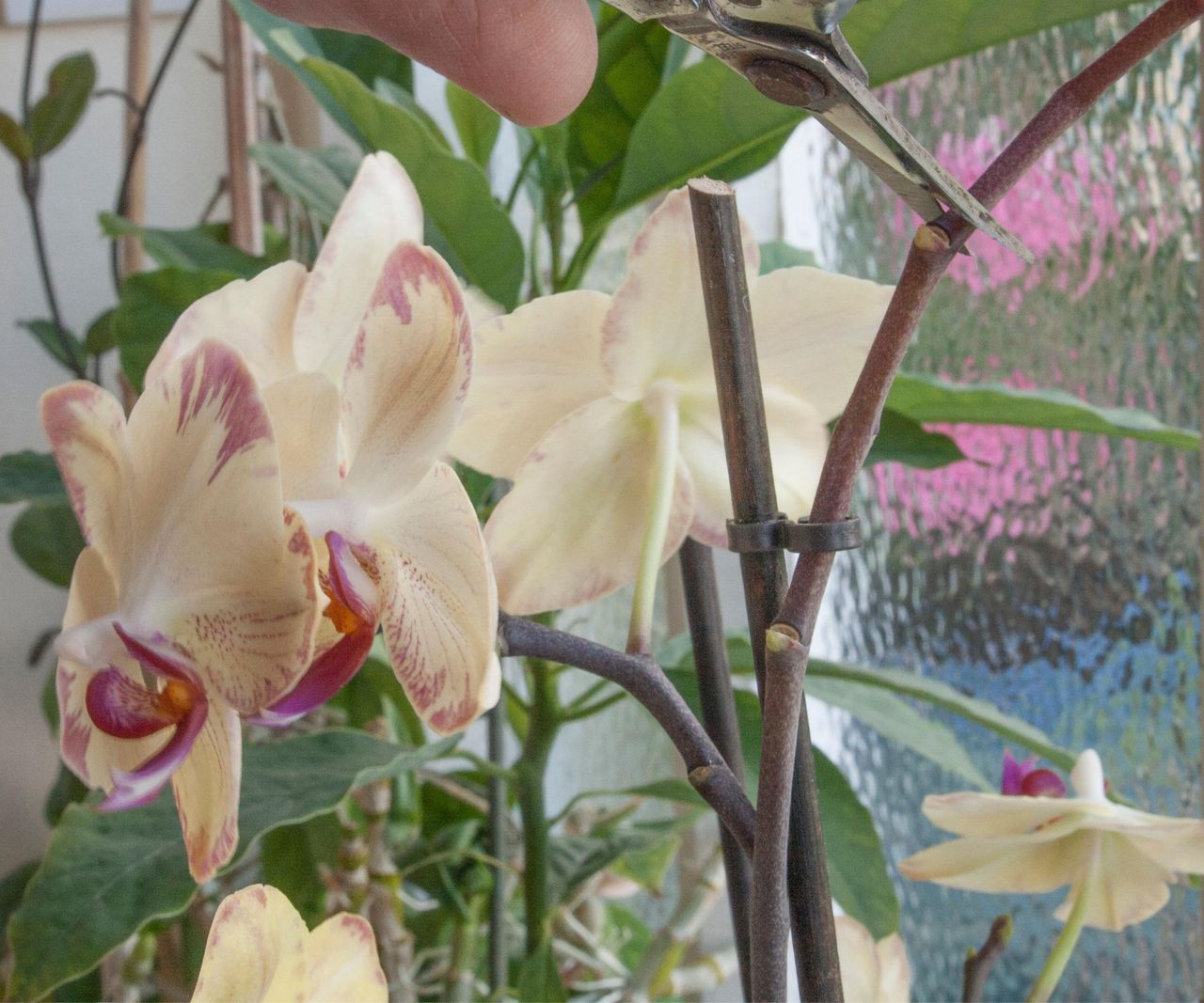 How To Get An Orchid To Rebloom: Expert Tips For Healthy Growth | Homes ...