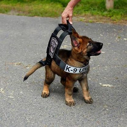 This photo of a puppy in a bulletproof vest is the cutest thing on the internet