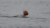 Dolphin engaged in shelling behavior
