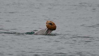 Dolphin engaged in shelling behavior