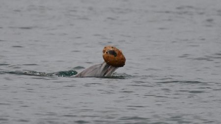 Dolphin engaged in shelling behavior