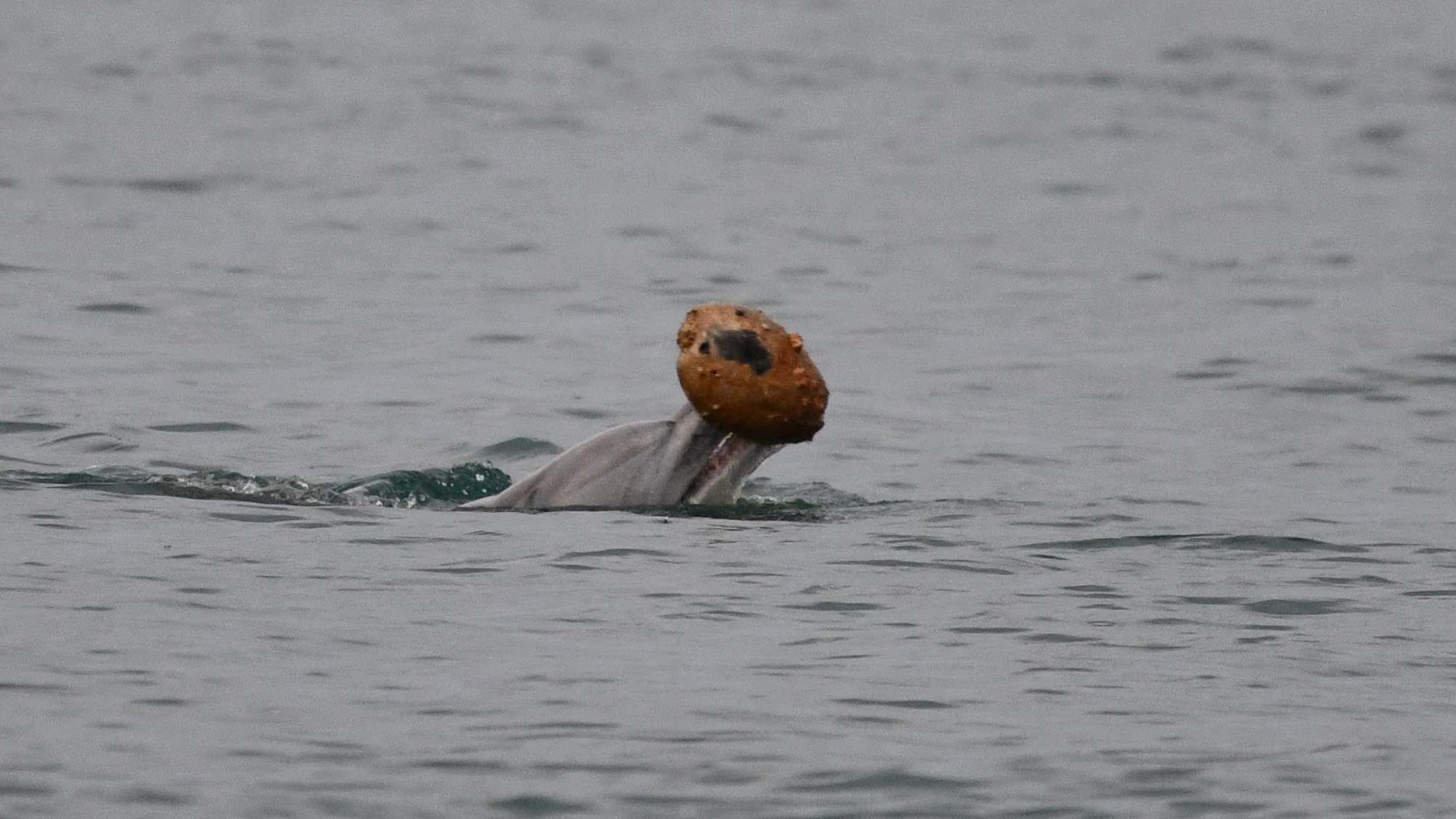 Dolphin engaged in shelling behavior