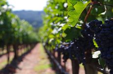 Napa Valley vineyards