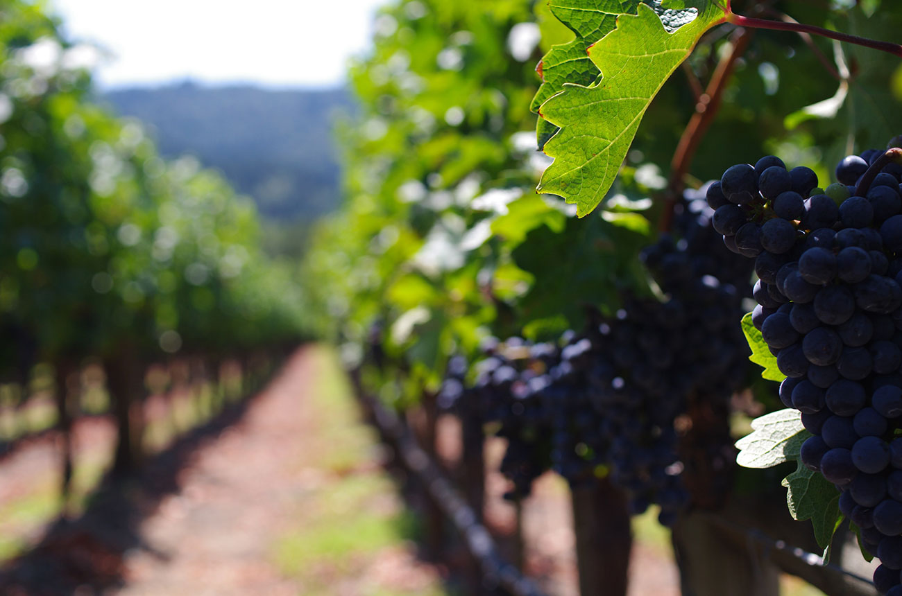 Napa Valley vineyards