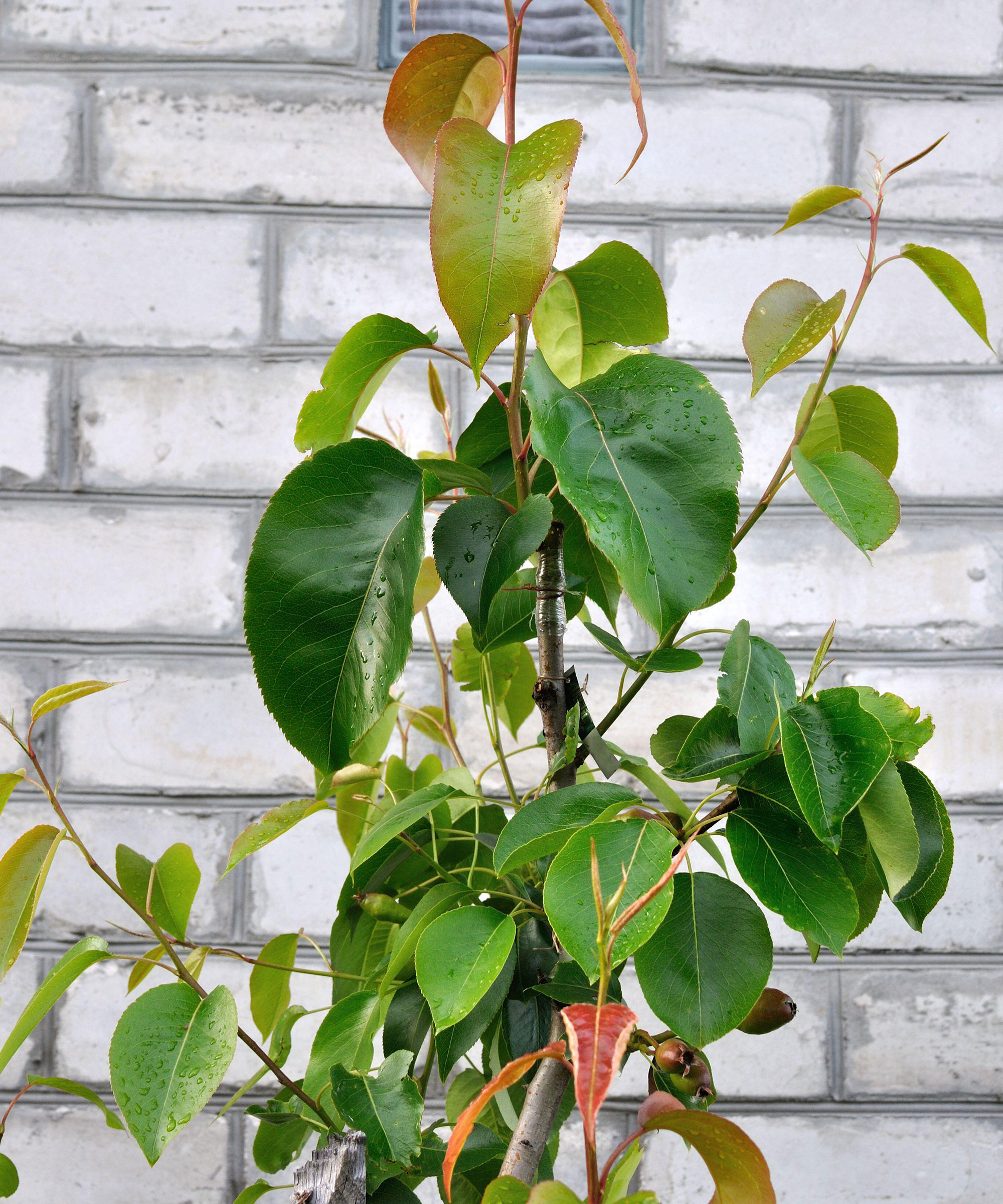 asian pears plant propagated from grafting