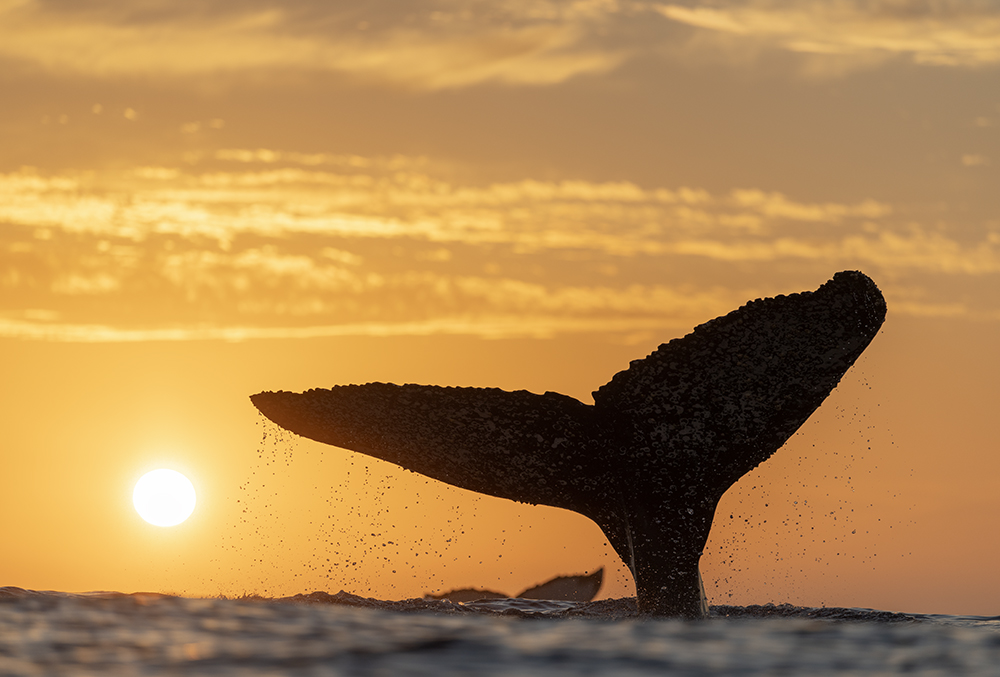 Photo of humpback whale off the coast of South Africa taken by wildlife photographer Chris Fallows