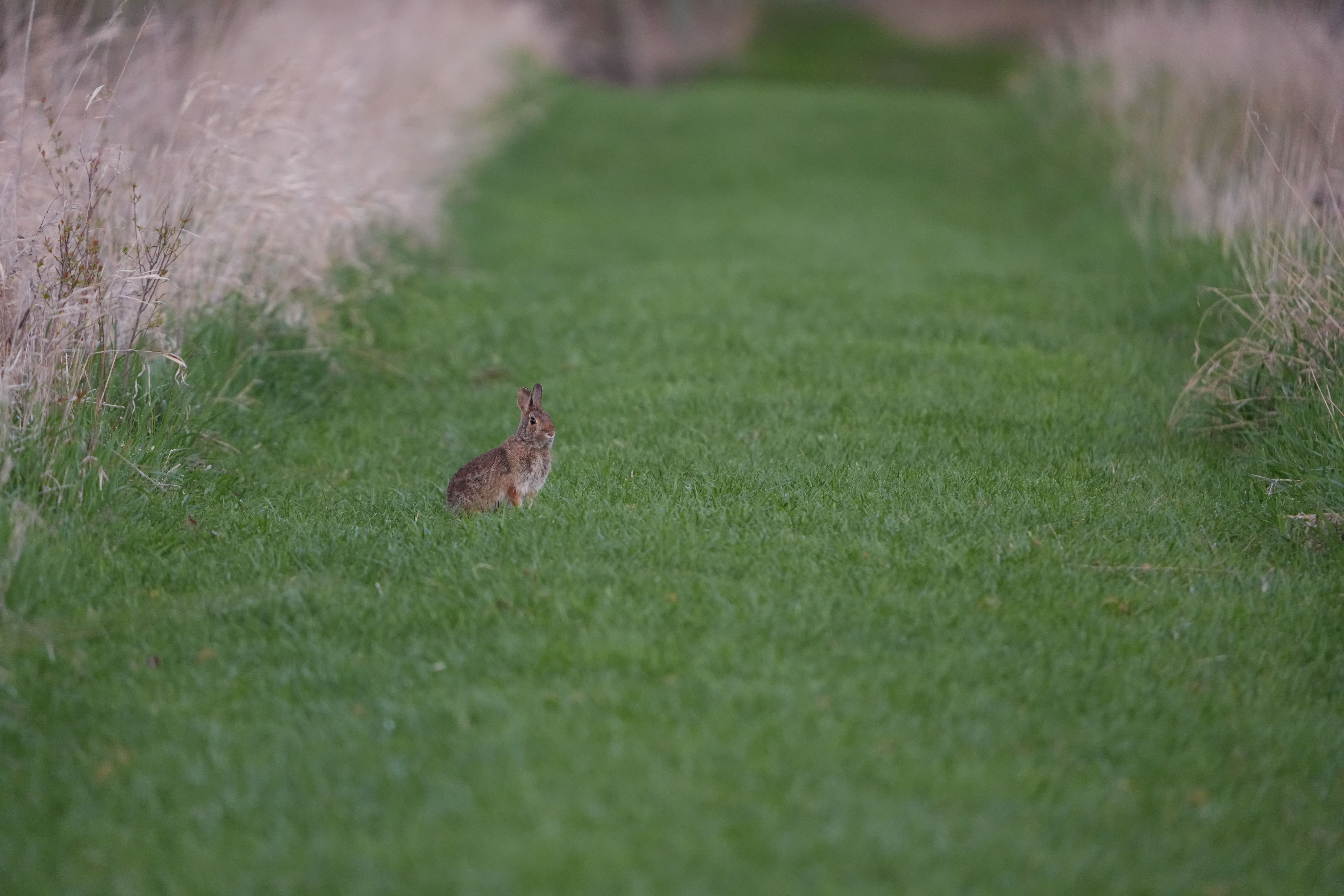 Wildlife images shot on the Sony A7R VI, unedited JPEG with slight resize to 7K pixels wide for web upload