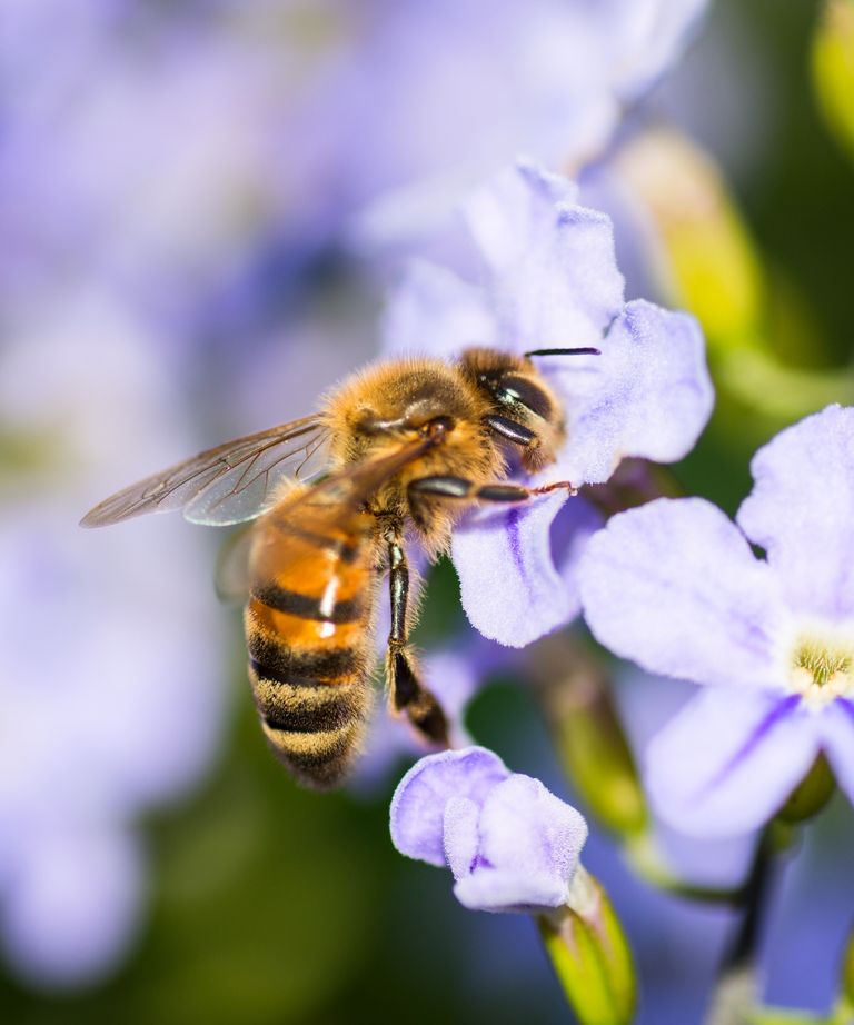 How to keep wasps away from your porch for good Homes & Gardens