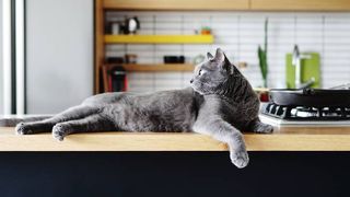 cat lies on countertop