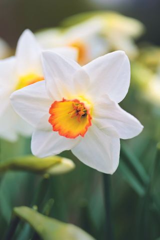 Narcissus High Society spring flower