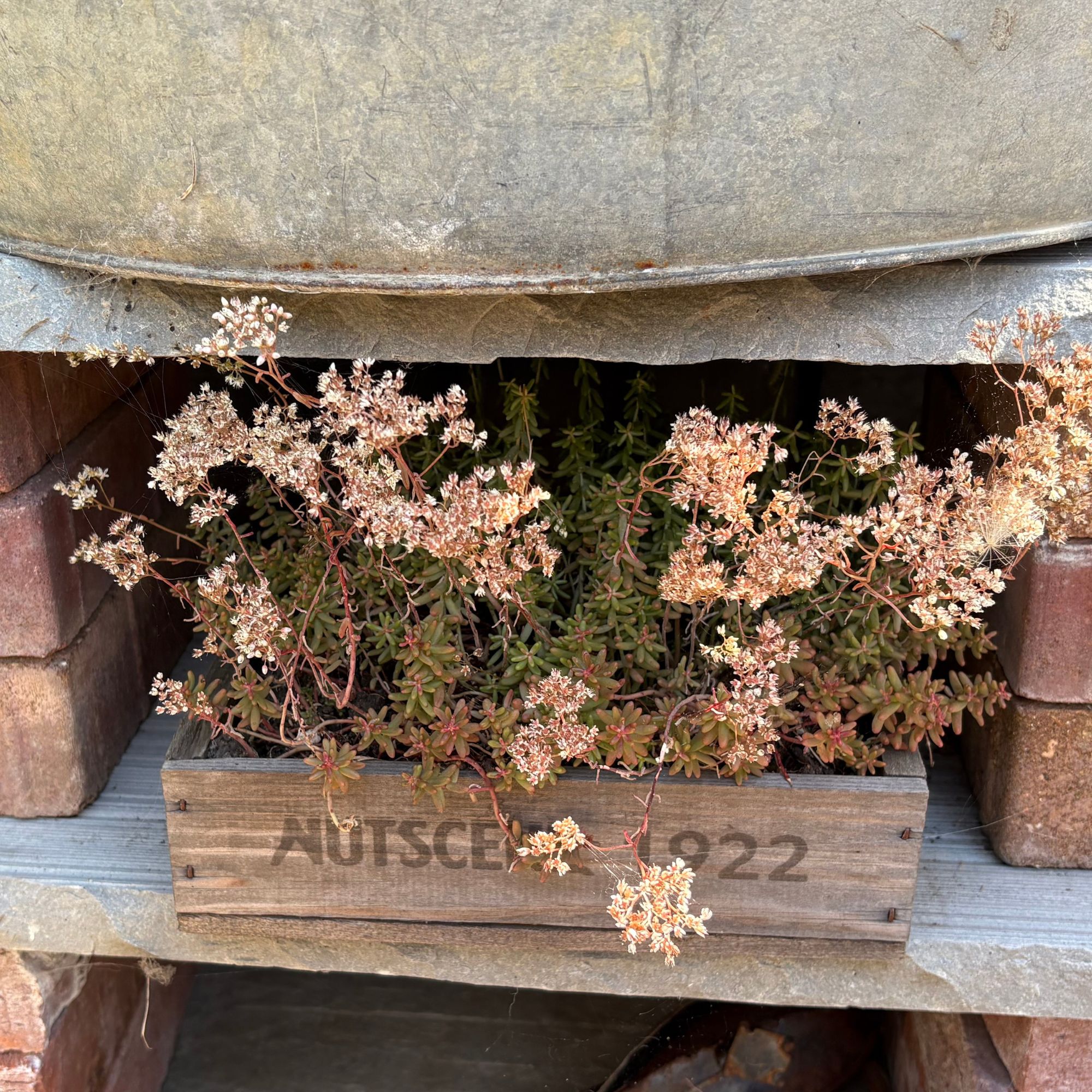 White stonecrop (Sedum album) growing in wooden crate planter