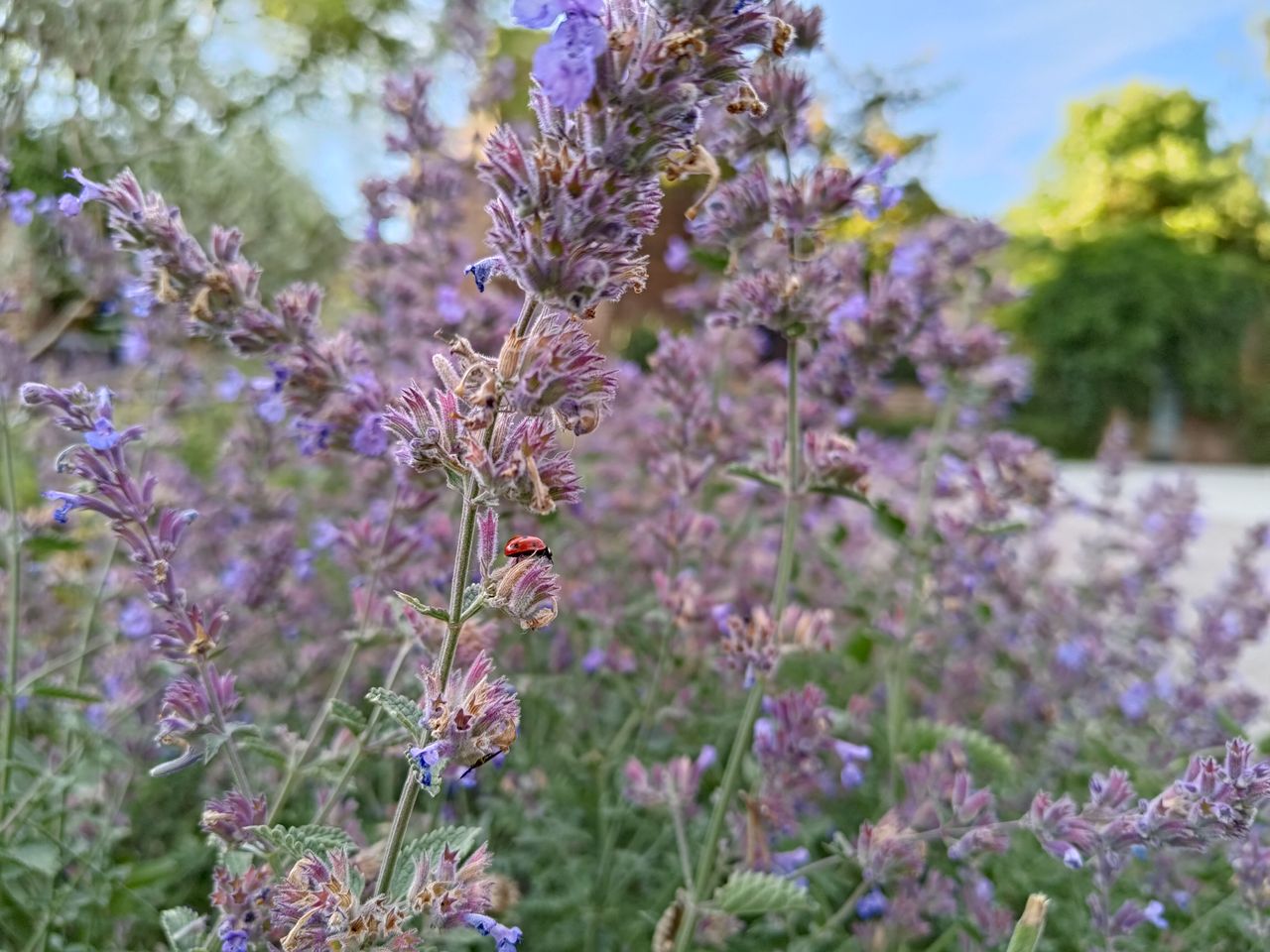 Photo taken on the ROG Phone 6