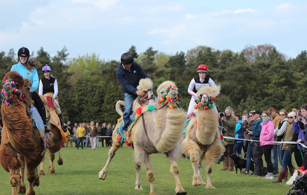 Bill Levett camel racing