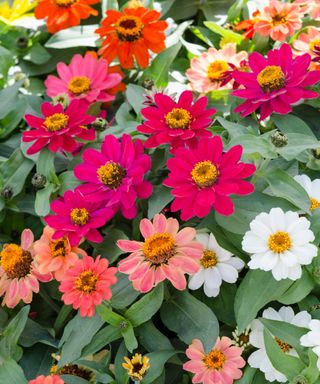 Zinnia Zahara Mixed flowering in summer containers