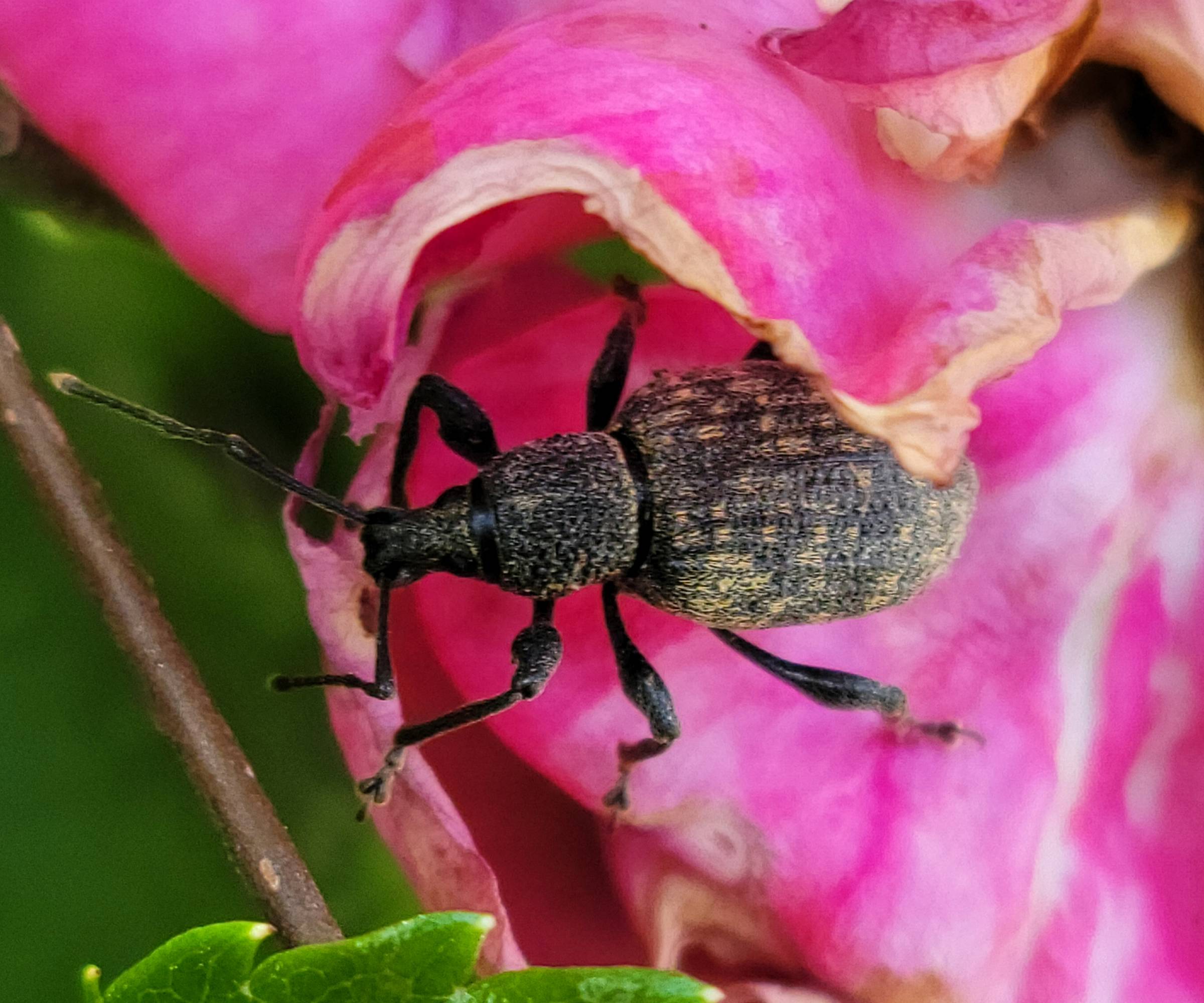 Black vine weevil on a pink flower