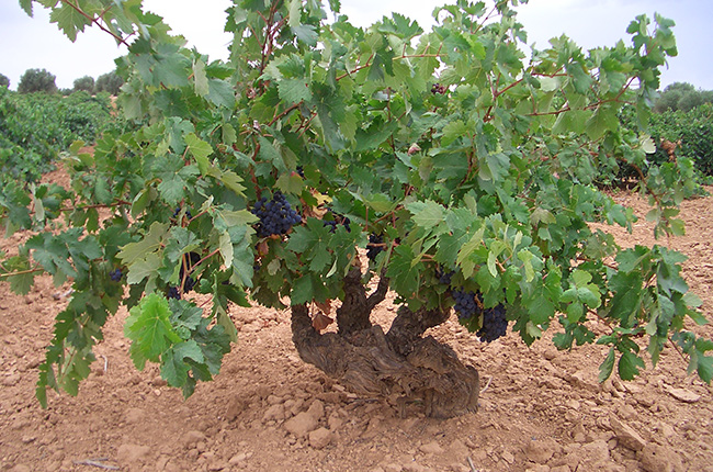 Artero_Old-Vines.jpg