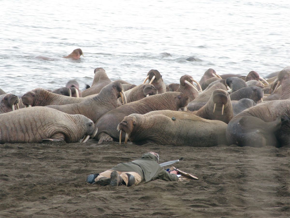 Walrus mass migration due to shrinking sea ice