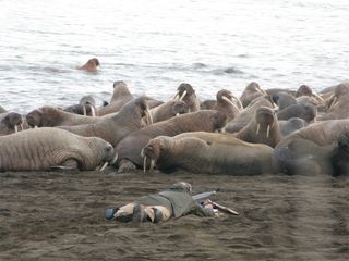 Walrus mass migration due to shrinking sea ice