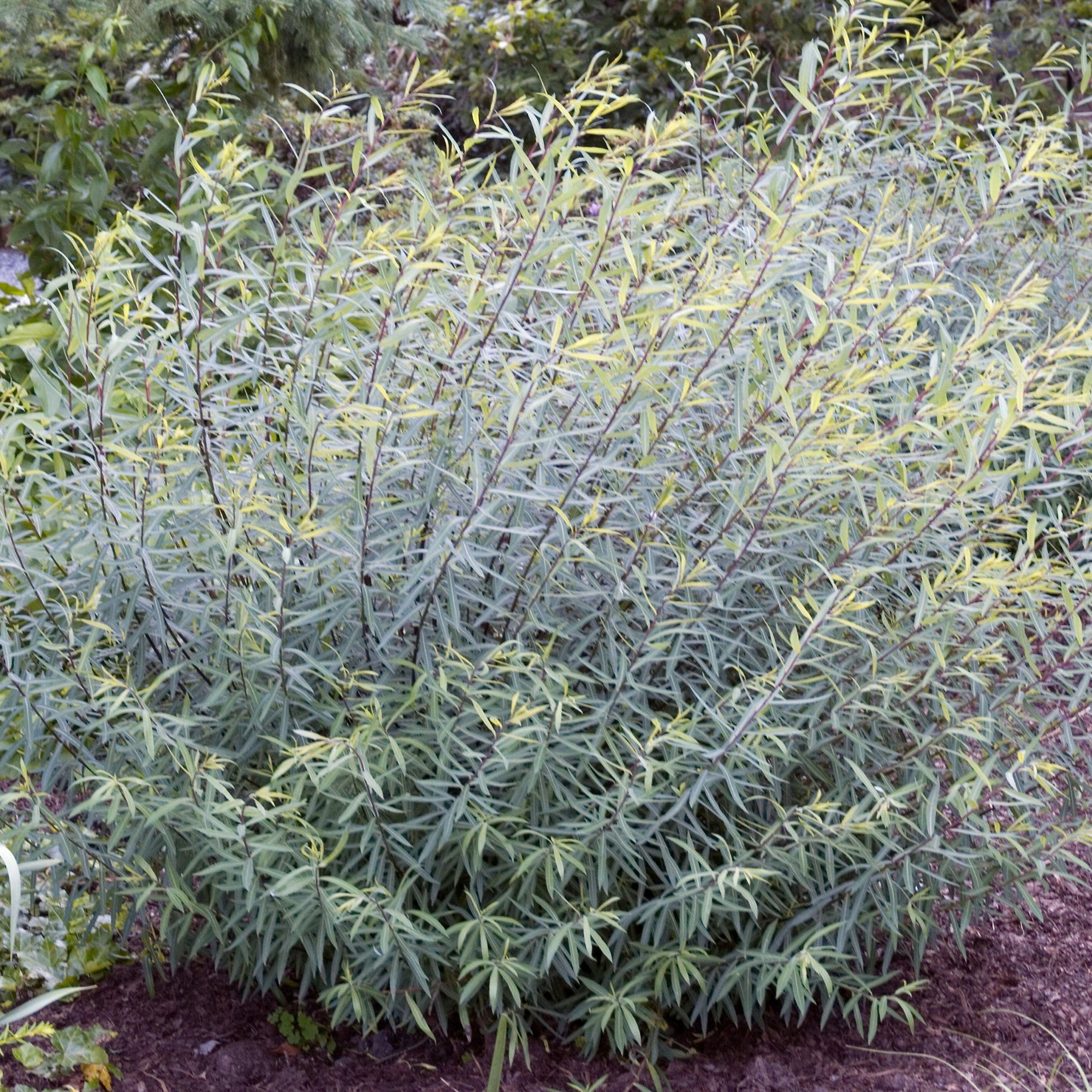 willow salix shrub