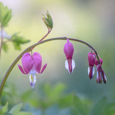 Dicentra spectabilis 'Bleeding Heart' flowers in garden