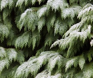 Lawson's Cypress, Chamaecypris lawsoniana, covered in frost