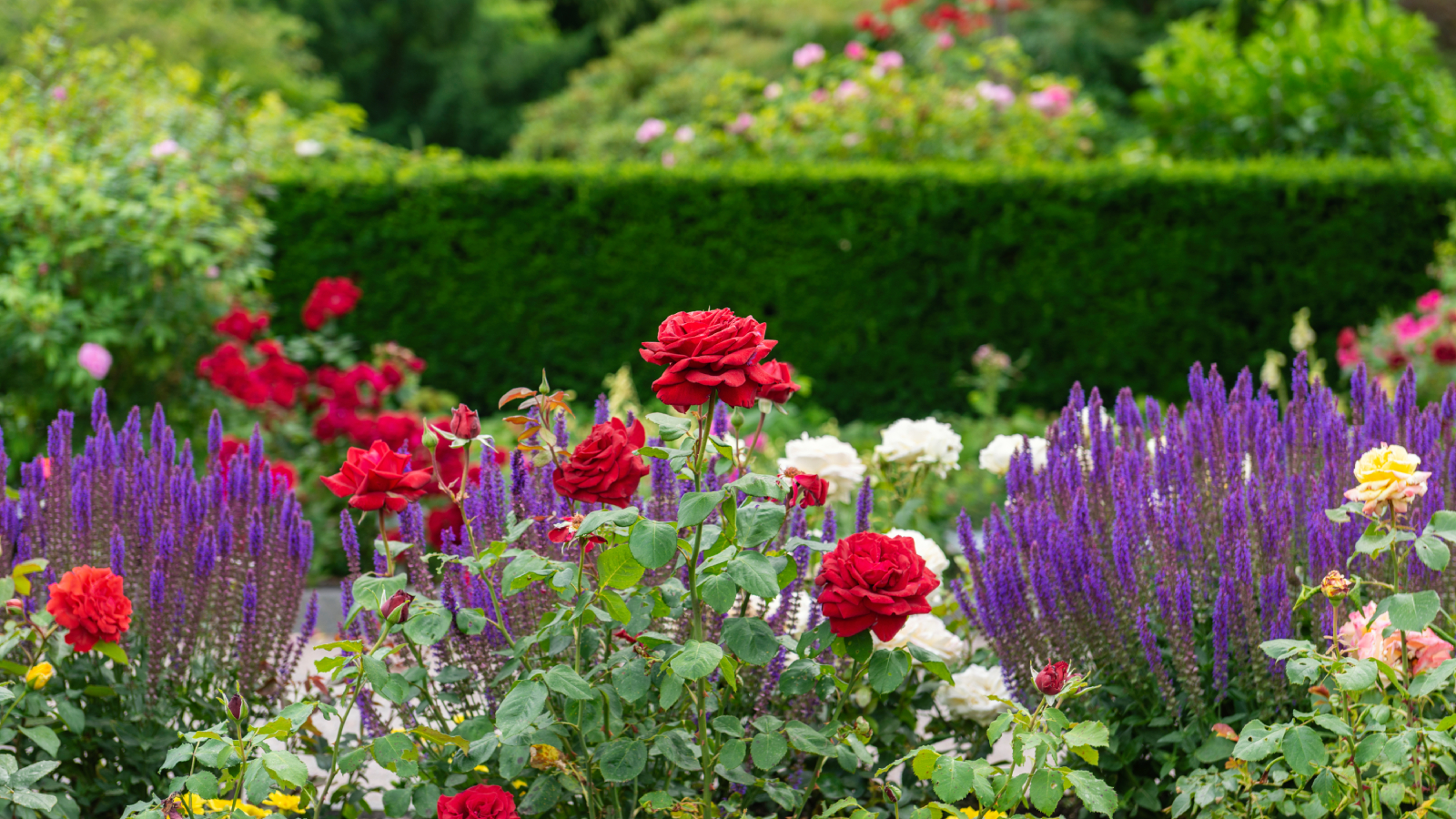 Roses and salvia in a garden
