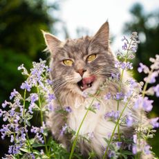 Maine cat licking his lips among stems of catmint flowers