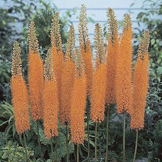 Pinokkio Foxtail Lily - Eremurus Isabellinus - 2 Bulbs