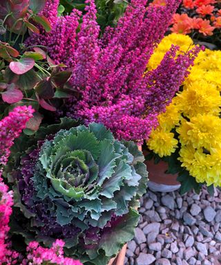 Fall planter ideas with purple ornamental cabbage