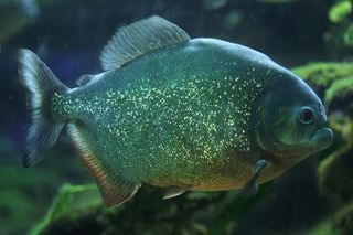 The piraya, or San Francisco piranha, grows to 20 inches (51 centimeters).