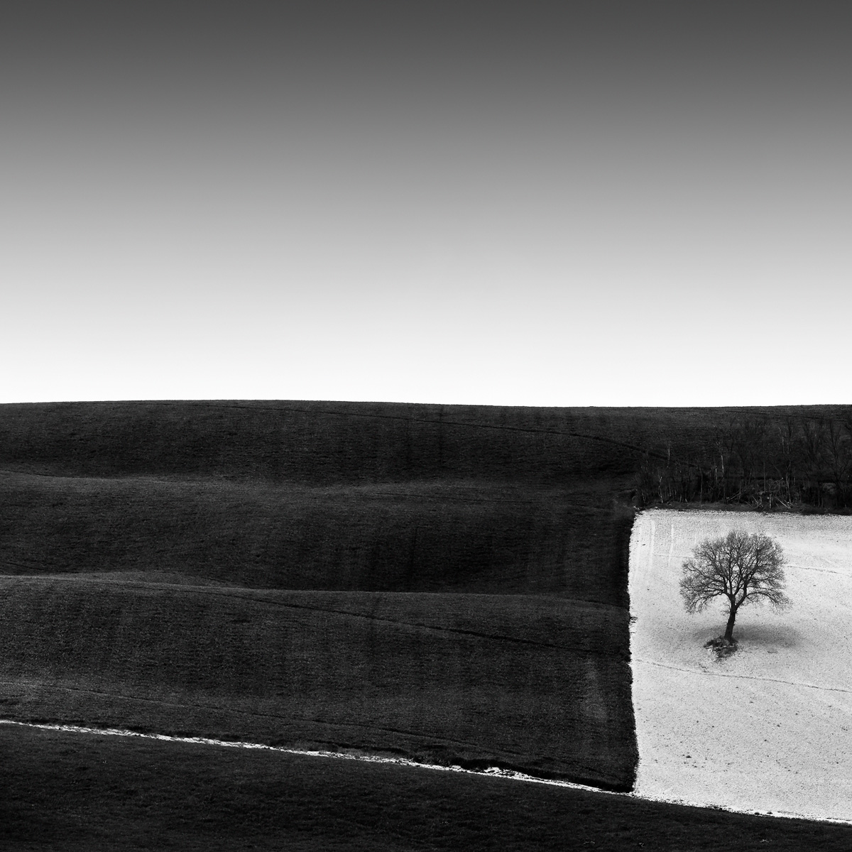 A lone tree to the right of some rolling hills