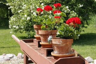 Red geraniums in a row of terracotta pots