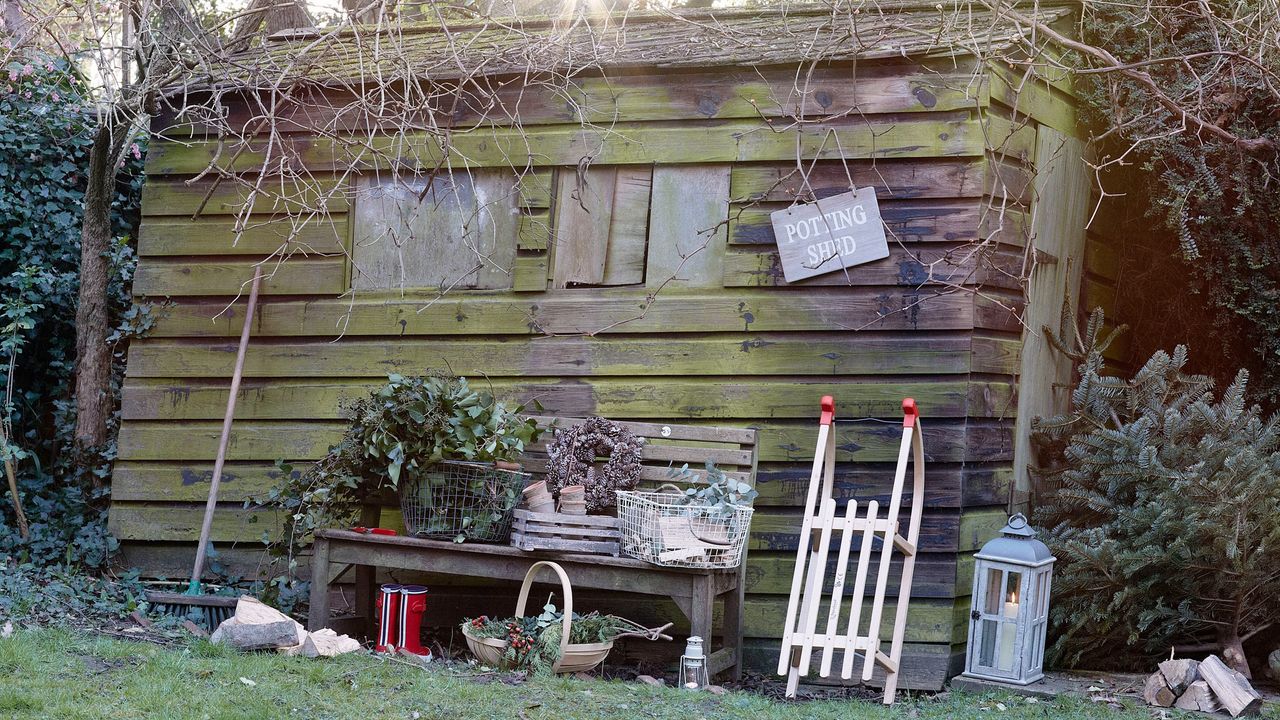 A garden shed in the winter with an old Christmas tree