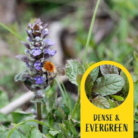 2 Bronze Beauty Bugleweed in 3.5&amp;quot; Cubes (ajuga Reptans 'bronze Beauty') Live Plants, Evergreen Perennial Groundcover With Dense Bronze Foliage &amp;amp; Blue Flowers for Borders, Gardens &amp;amp; Landscaping