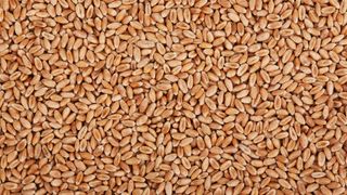 Whole wheat grains