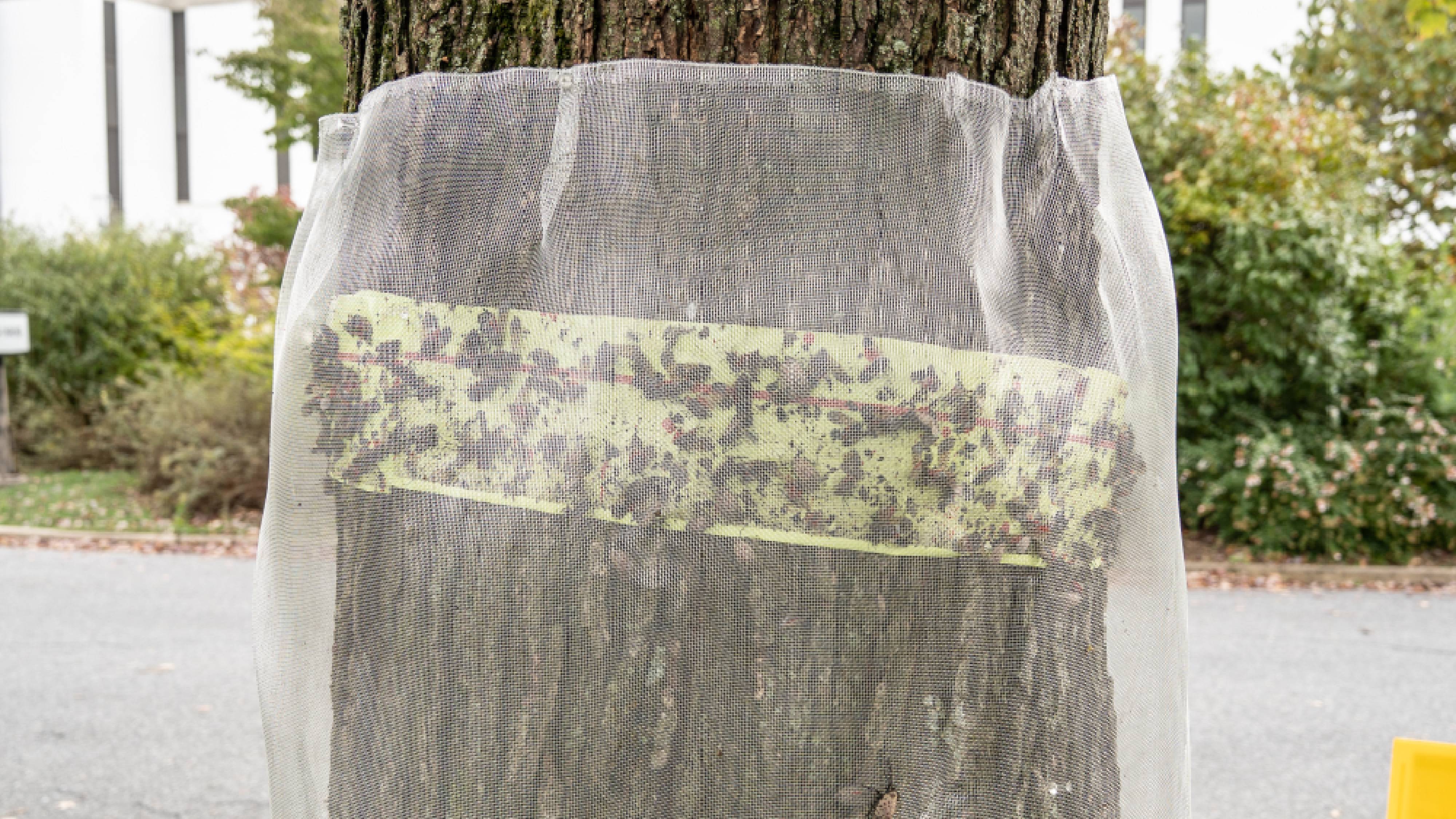 Spotted lanternflies trap covered with netting to protect wildlife