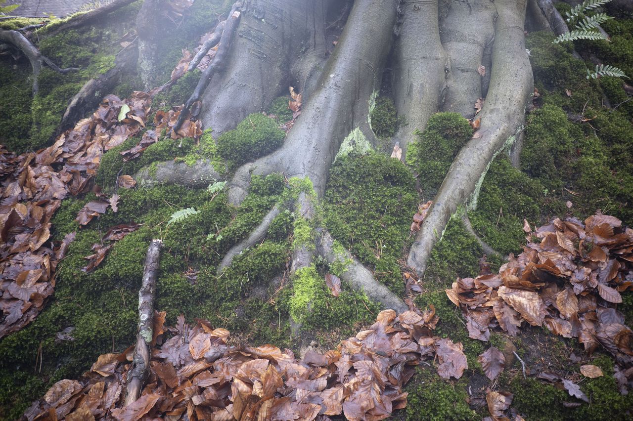 Viltrox AF 28mm F4.5 image gallery: tree roots, moss and fallen autumn leaves