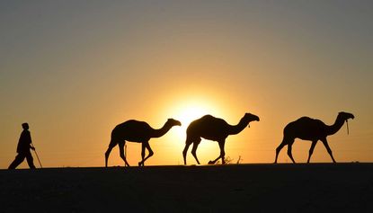 A man has been arrested over an alleged camel urine scam